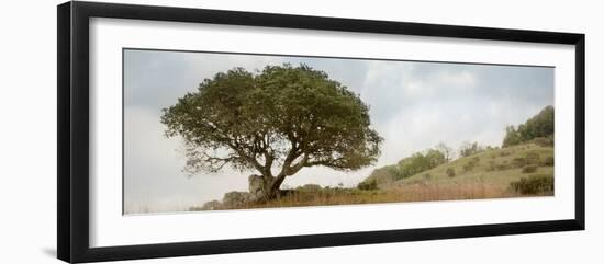 Oak Tree #76-Alan Blaustein-Framed Photographic Print