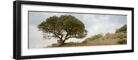 Oak Tree #76-Alan Blaustein-Framed Photographic Print