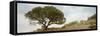 Oak Tree #76-Alan Blaustein-Framed Stretched Canvas