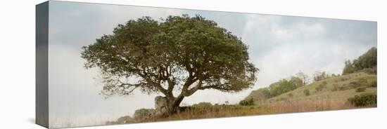 Oak Tree #76-Alan Blaustein-Stretched Canvas