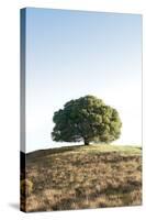 Oak Tree #77-Alan Blaustein-Stretched Canvas