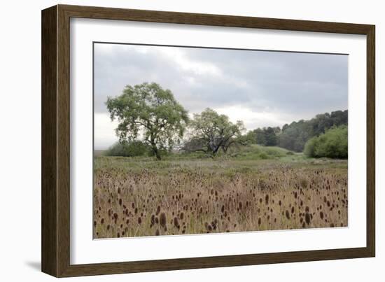 Oak Tree #81-Alan Blaustein-Framed Photographic Print
