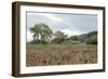 Oak Tree #81-Alan Blaustein-Framed Photographic Print