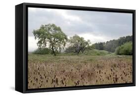 Oak Tree #81-Alan Blaustein-Framed Stretched Canvas