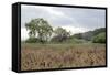 Oak Tree #81-Alan Blaustein-Framed Stretched Canvas