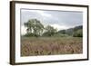 Oak Tree #81-Alan Blaustein-Framed Photographic Print