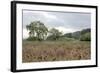 Oak Tree #81-Alan Blaustein-Framed Photographic Print