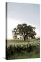 Oak Tree #84-Alan Blaustein-Stretched Canvas