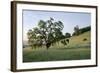 Oak Tree #86-Alan Blaustein-Framed Photographic Print