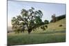 Oak Tree #86-Alan Blaustein-Mounted Photographic Print