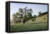 Oak Tree #86-Alan Blaustein-Framed Stretched Canvas