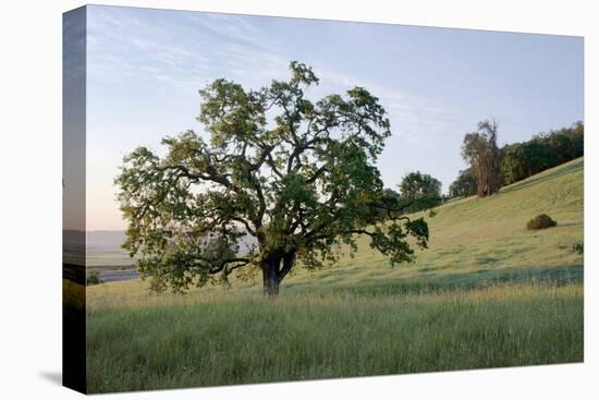 Oak Tree #86-Alan Blaustein-Stretched Canvas