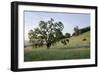 Oak Tree #86-Alan Blaustein-Framed Photographic Print