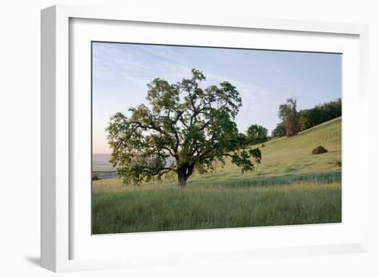 Oak Tree #86-Alan Blaustein-Framed Photographic Print