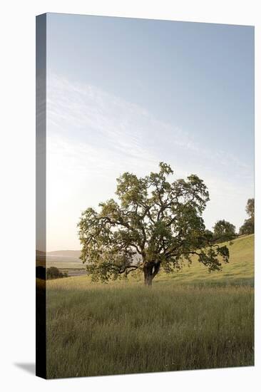 Oak Tree #87-Alan Blaustein-Stretched Canvas