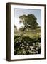 Oak Tree #90-Alan Blaustein-Framed Photographic Print