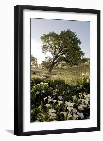 Oak Tree #90-Alan Blaustein-Framed Photographic Print