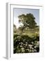 Oak Tree #90-Alan Blaustein-Framed Photographic Print