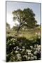 Oak Tree #90-Alan Blaustein-Mounted Photographic Print