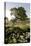 Oak Tree #90-Alan Blaustein-Stretched Canvas