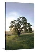 Oak Tree #95-Alan Blaustein-Stretched Canvas