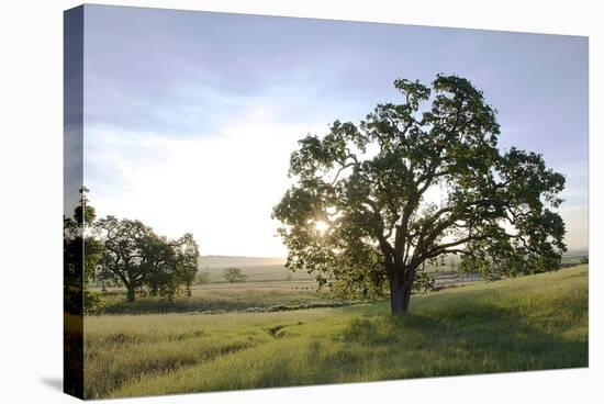 Oak Tree #96-Alan Blaustein-Stretched Canvas