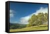 Oak Tree and Central Valley Hills, California-Vincent James-Framed Stretched Canvas