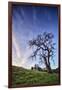 Oak Tree and Sky Flow, Winter Hills Northern California, Sonoma, Petaluma-Vincent James-Framed Photographic Print