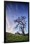 Oak Tree and Sky Flow, Winter Hills Northern California, Sonoma, Petaluma-Vincent James-Framed Photographic Print