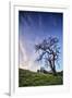 Oak Tree and Sky Flow, Winter Hills Northern California, Sonoma, Petaluma-Vincent James-Framed Photographic Print