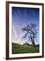 Oak Tree and Sky Flow, Winter Hills Northern California, Sonoma, Petaluma-Vincent James-Framed Photographic Print