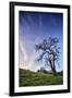 Oak Tree and Sky Flow, Winter Hills Northern California, Sonoma, Petaluma-Vincent James-Framed Photographic Print