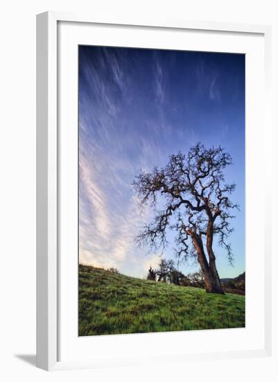 Oak Tree and Sky Flow, Winter Hills Northern California, Sonoma, Petaluma-Vincent James-Framed Photographic Print