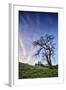 Oak Tree and Sky Flow, Winter Hills Northern California, Sonoma, Petaluma-Vincent James-Framed Photographic Print