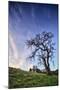 Oak Tree and Sky Flow, Winter Hills Northern California, Sonoma, Petaluma-Vincent James-Mounted Photographic Print