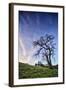 Oak Tree and Sky Flow, Winter Hills Northern California, Sonoma, Petaluma-Vincent James-Framed Premium Photographic Print