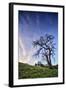 Oak Tree and Sky Flow, Winter Hills Northern California, Sonoma, Petaluma-Vincent James-Framed Premium Photographic Print