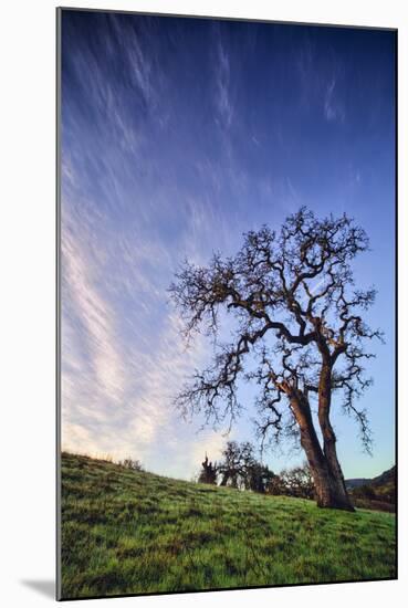 Oak Tree and Sky Flow, Winter Hills Northern California, Sonoma, Petaluma-Vincent James-Mounted Premium Photographic Print