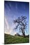 Oak Tree and Sky Flow, Winter Hills Northern California, Sonoma, Petaluma-Vincent James-Mounted Premium Photographic Print