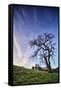 Oak Tree and Sky Flow, Winter Hills Northern California, Sonoma, Petaluma-Vincent James-Framed Stretched Canvas