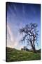 Oak Tree and Sky Flow, Winter Hills Northern California, Sonoma, Petaluma-Vincent James-Stretched Canvas