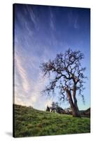 Oak Tree and Sky Flow, Winter Hills Northern California, Sonoma, Petaluma-Vincent James-Stretched Canvas