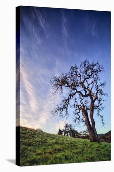 Oak Tree and Sky Flow, Winter Hills Northern California, Sonoma, Petaluma-Vincent James-Stretched Canvas