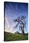 Oak Tree and Sky Flow, Winter Hills Northern California, Sonoma, Petaluma-Vincent James-Stretched Canvas