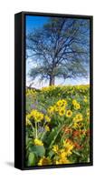 Oak Tree, Arrowleaf Balsam Root, Paintbrush, Blue-Pod Lupine, near Lyle, Washington State-Stuart Westmorland-Framed Stretched Canvas