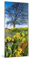 Oak Tree, Arrowleaf Balsam Root, Paintbrush, Blue-Pod Lupine, near Lyle, Washington State-Stuart Westmorland-Mounted Photographic Print