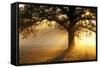 Oak Tree At Sunrise-Jeremy Walker-Framed Stretched Canvas