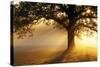 Oak Tree At Sunrise-Jeremy Walker-Stretched Canvas