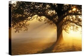 Oak Tree At Sunrise-Jeremy Walker-Stretched Canvas