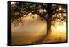 Oak Tree At Sunrise-Jeremy Walker-Framed Stretched Canvas